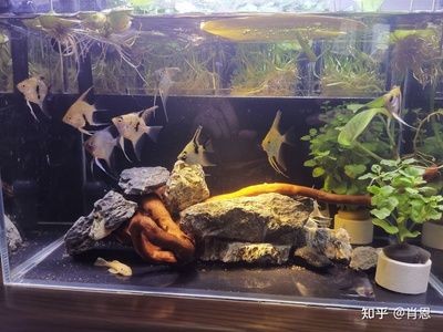 成品小魚缸過濾盒太小如何改造視頻：如何改造魚缸過濾盒