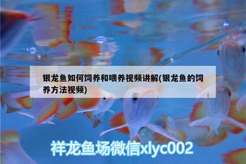 銀龍魚如何飼養(yǎng)和喂養(yǎng)視頻講解(銀龍魚的飼養(yǎng)方法視頻)