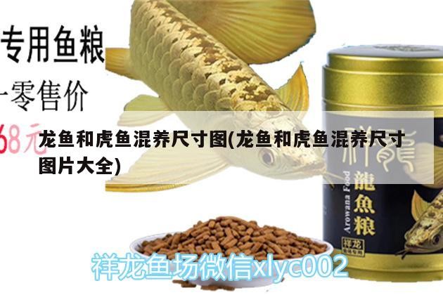 龍魚和虎魚混養尺寸圖(龍魚和虎魚混養尺寸圖片大全)