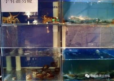 出售二手海鮮魚缸騙局揭秘：尋找二手海鮮魚缸的過程中需要保持警惕，以防落入騙局