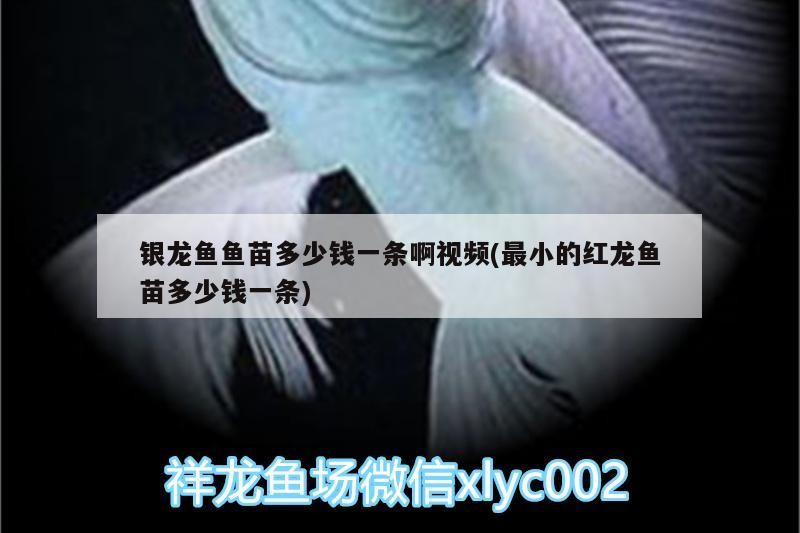 銀龍魚魚苗多少錢一條啊視頻(最小的紅龍魚苗多少錢一條)