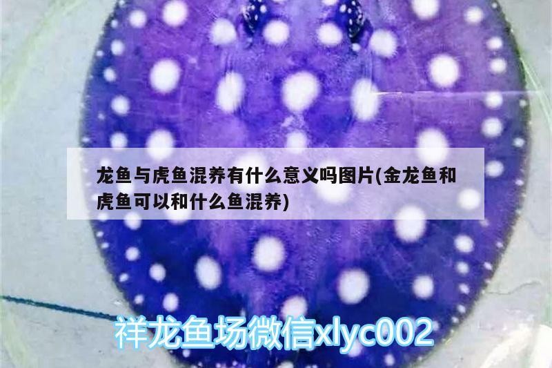龍魚與虎魚混養有什么意義嗎圖片(金龍魚和虎魚可以和什么魚混養)