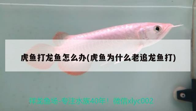 虎魚打龍魚怎么辦(虎魚為什么老追龍魚打)