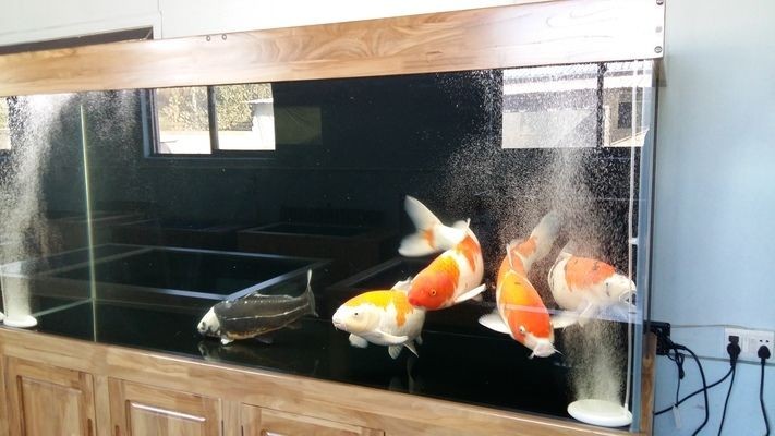 玻璃鋼輕體魚缸對魚有沒有影響：玻璃鋼輕體魚缸對養魚的影響