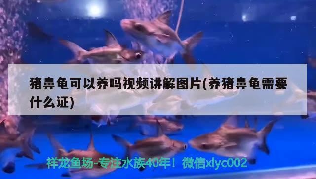 豬鼻龜可以養嗎視頻講解圖片(養豬鼻龜需要什么證)