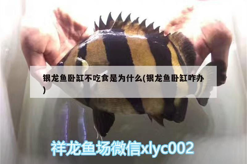銀龍魚臥缸不吃食是為什么(銀龍魚臥缸咋辦)