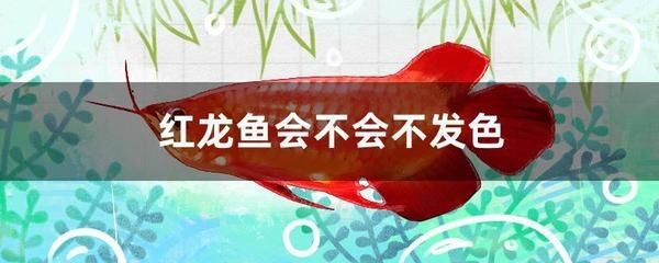 紅龍魚(yú)最佳發(fā)色溫度是多少度的：如何防止紅龍魚(yú)發(fā)色