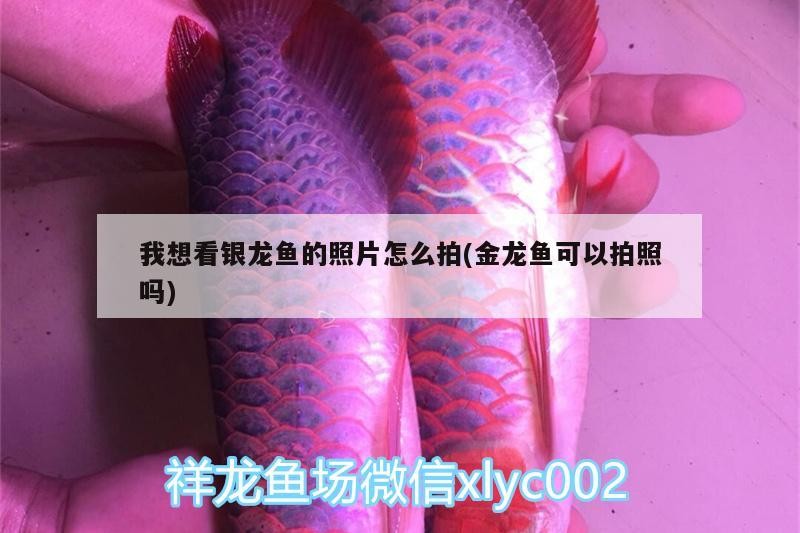 我想看銀龍魚的照片怎么拍(金龍魚可以拍照嗎)