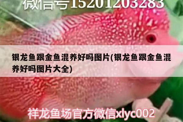 銀龍魚跟金魚混養好嗎圖片(銀龍魚跟金魚混養好嗎圖片大全)