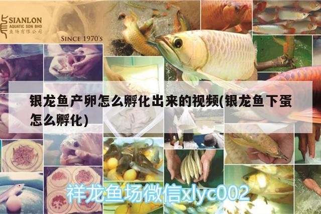 銀龍魚產卵怎么孵化出來的視頻(銀龍魚下蛋怎么孵化)