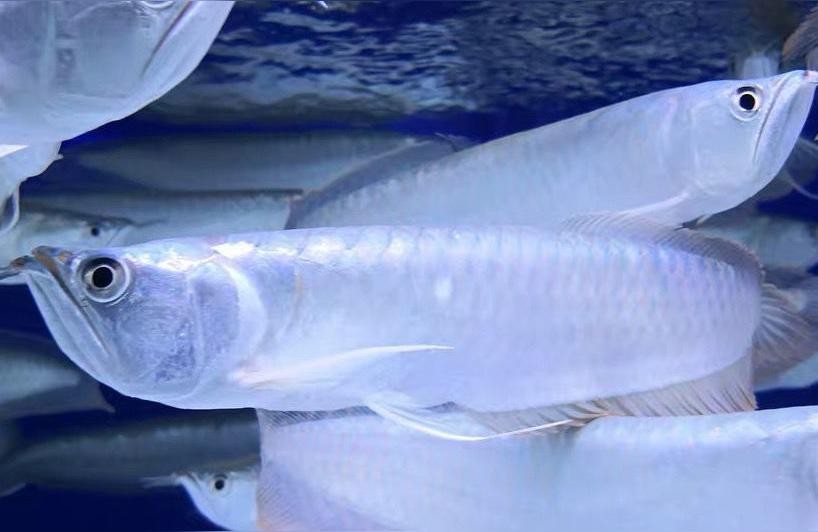 祥龍魚場黃化銀龍:黃化銀龍喂什么最好 祥龍魚場黃化銀龍:黃化銀龍喂什么最好 vs祥龍魚場