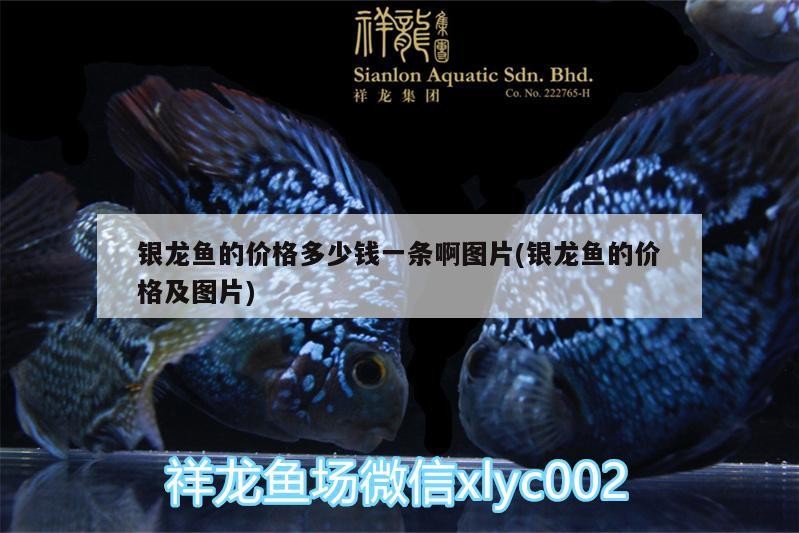 銀龍魚的價格多少錢一條啊圖片(銀龍魚的價格及圖片)