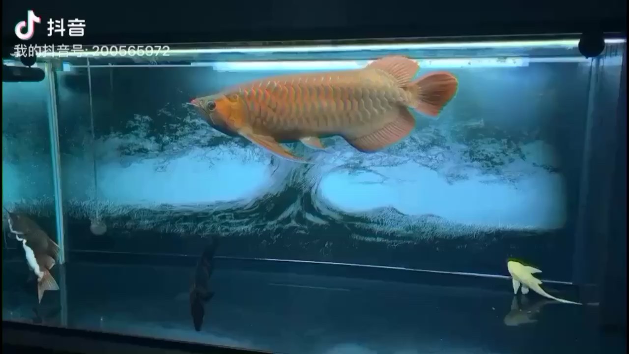 忙碌后靜靜的觀賞