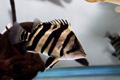 虎魚貼吧百度貼吧：虎魚貼吧搜索結(jié)果