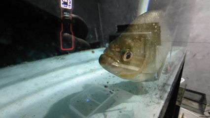 虎魚貼吧百度貼吧：虎魚貼吧搜索結(jié)果