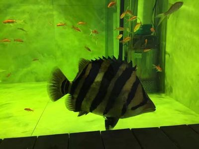虎魚貼吧百度貼吧：虎魚貼吧搜索結(jié)果