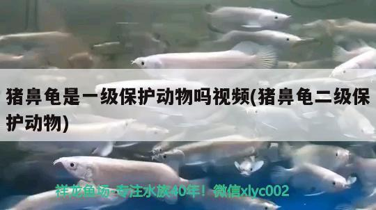 豬鼻龜是一級保護動物嗎視頻(豬鼻龜二級保護動物)