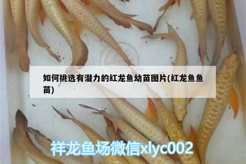 如何挑選有潛力的紅龍魚幼苗圖片(紅龍魚魚苗)