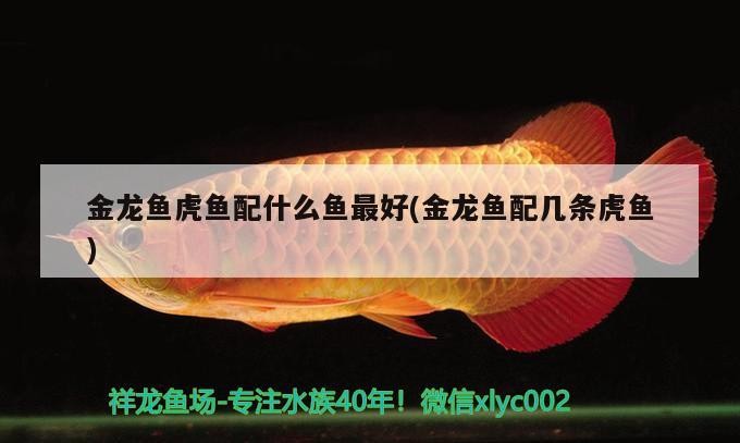 金龍魚虎魚配什么魚最好(金龍魚配幾條虎魚)