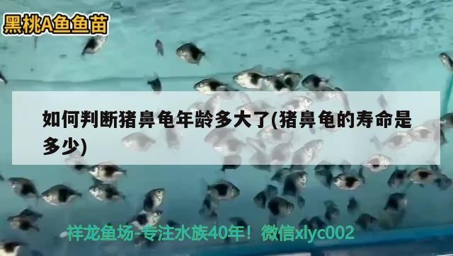 如何判斷豬鼻龜年齡多大了(豬鼻龜的壽命是多少)