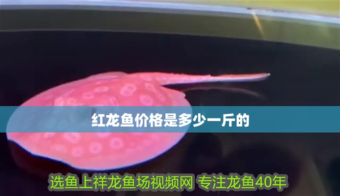 林芝紅龍魚價格2688貴嗎？