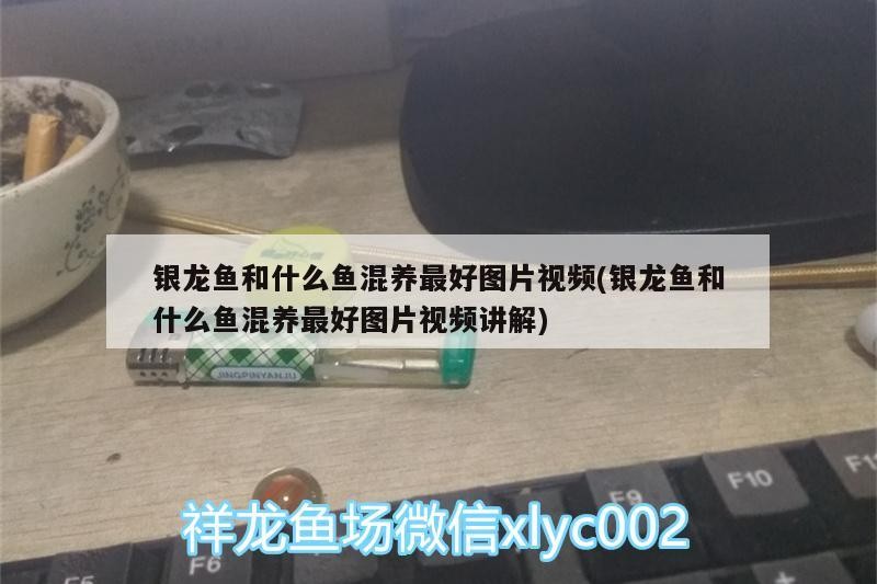 銀龍魚和什么魚混養最好圖片視頻(銀龍魚和什么魚混養最好圖片視頻講解)