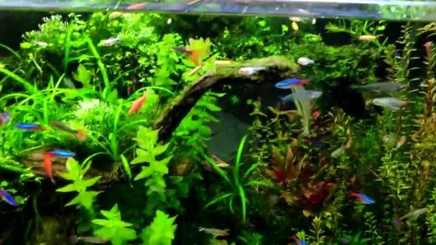 福安市壹點(diǎn)水族館（福安市壹點(diǎn)水族館電話）