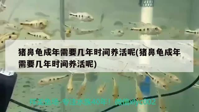 豬鼻龜成年需要幾年時間養活呢(豬鼻龜成年需要幾年時間養活呢)