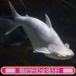 觀賞魚虎鯊吃不吃別的魚：觀賞魚虎鯊是一種雜食性的魚類嗎？