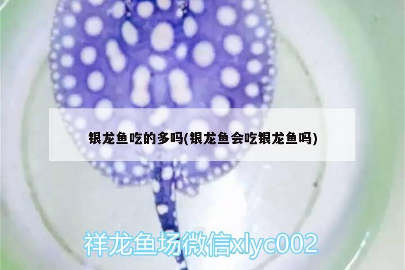 銀龍魚吃的多嗎(銀龍魚會(huì)吃銀龍魚嗎)