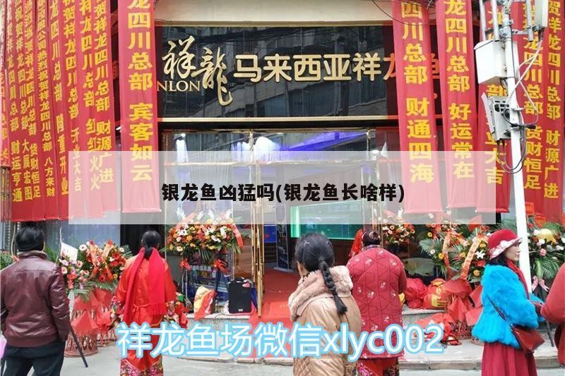 銀龍魚兇猛嗎(銀龍魚長啥樣)
