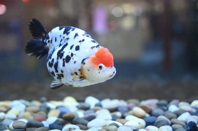 世界金魚大賽冠軍