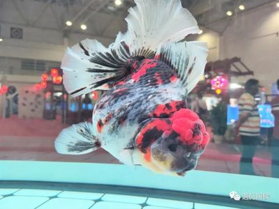 世界金魚大賽冠軍