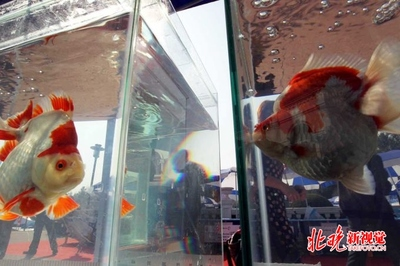 世界金魚大賽冠軍