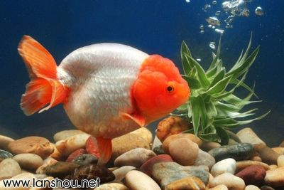 世界金魚大賽冠軍