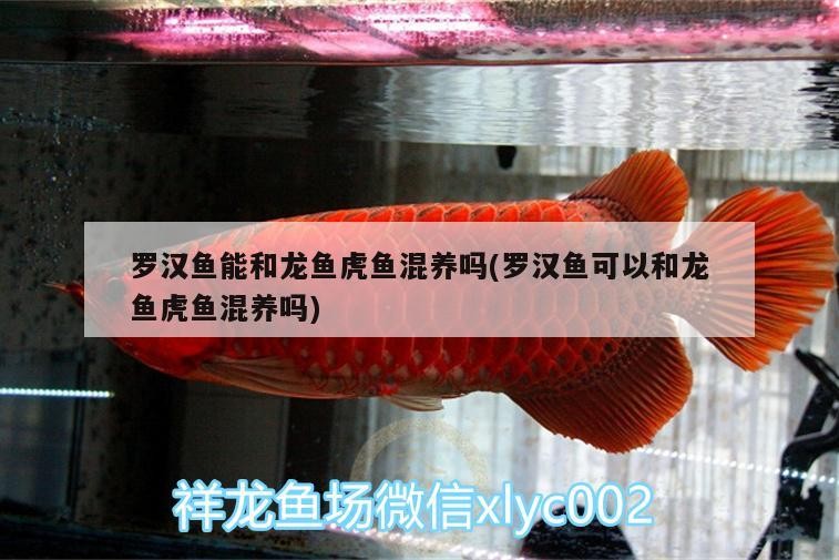 羅漢魚能和龍魚虎魚混養嗎(羅漢魚可以和龍魚虎魚混養嗎)