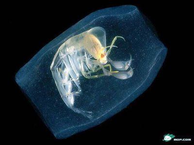 大魚缸漏水怎么補(bǔ)救好：大魚缸漏水怎么辦