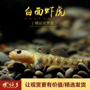 白面蝦虎魚是冷水魚嗎：白面蝦虎魚是冷水魚的一種