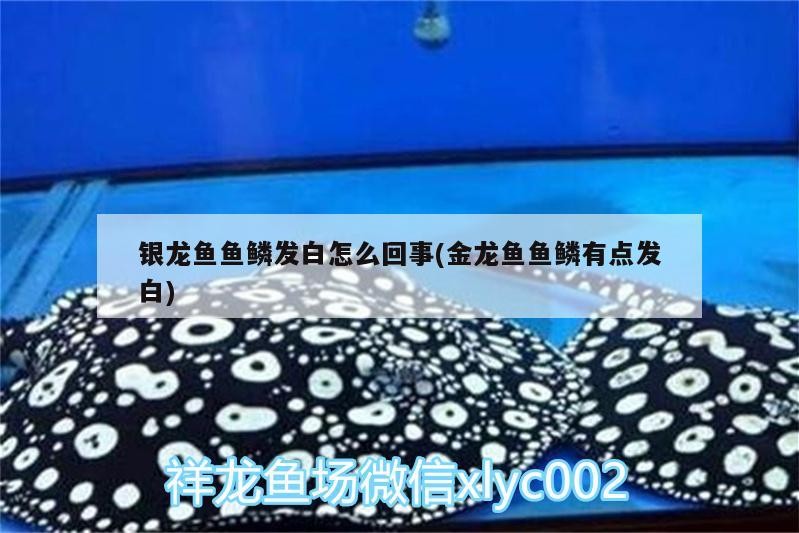 銀龍魚魚鱗發白怎么回事(金龍魚魚鱗有點發白)