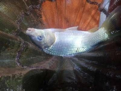大魚缸消毒最簡單的方法是什么意思：如何給大魚缸消毒
