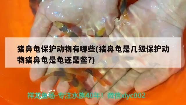 如何獲取<strong><mark>和平</mark></strong>精英金龍皮膚，<strong><mark>和平</mark></strong>精英金龍皮膚怎么獲取