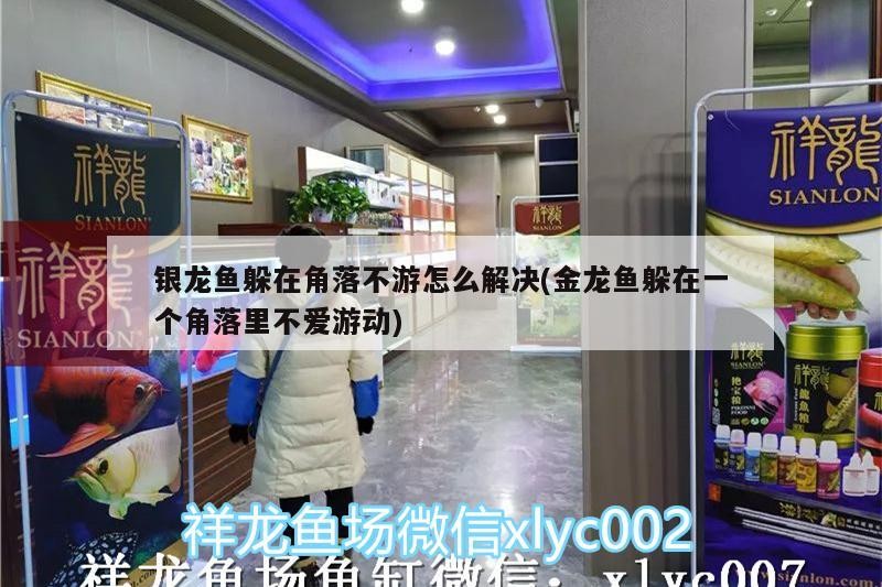 銀龍魚躲在角落不游怎么解決(金龍魚躲在一個角落里不愛游動)