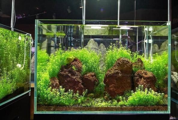虎魚魚缸選購指南：虎魚的選擇與飼養技巧
