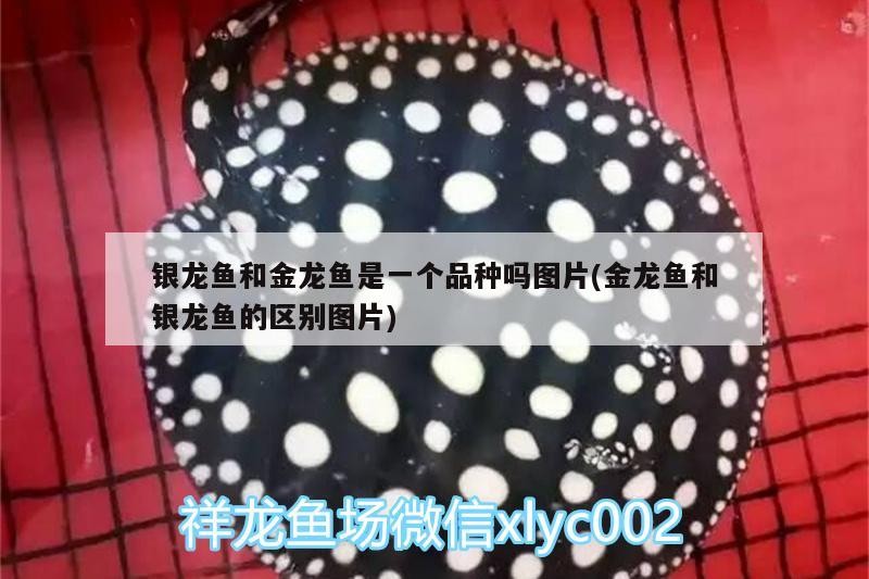 銀龍魚和金龍魚是一個品種嗎圖片(金龍魚和銀龍魚的區別圖片)