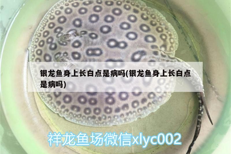 銀龍魚身上長白點是病嗎(銀龍魚身上長白點是病嗎)