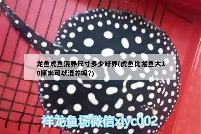 龍魚虎魚混養尺寸多少好養(虎魚比龍魚大10厘米可以混養嗎?)