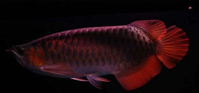 南昌紅龍魚價格2688貴嗎？