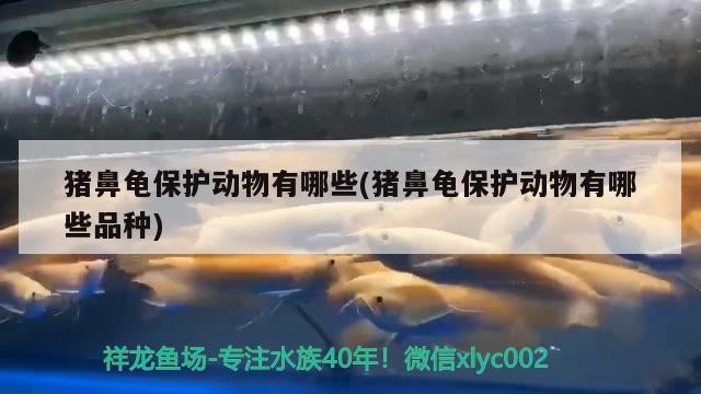 豬鼻龜保護(hù)動(dòng)物有哪些(豬鼻龜保護(hù)動(dòng)物有哪些品種)