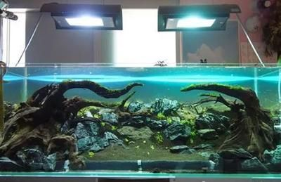 暗黑魚缸造景圖：暗黑風格魚缸造景的基本步驟