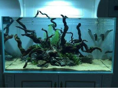 暗黑魚缸造景圖：暗黑風格魚缸造景的基本步驟